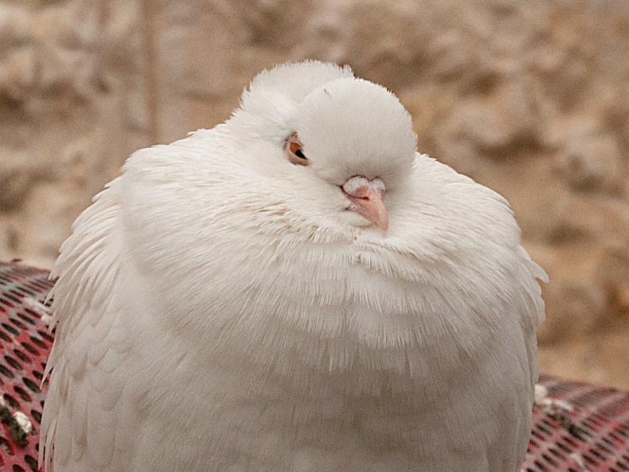 White puffy bird in nature