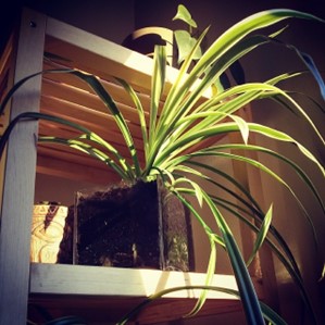  Indoor plants help cleanse the air for health and wellness.
