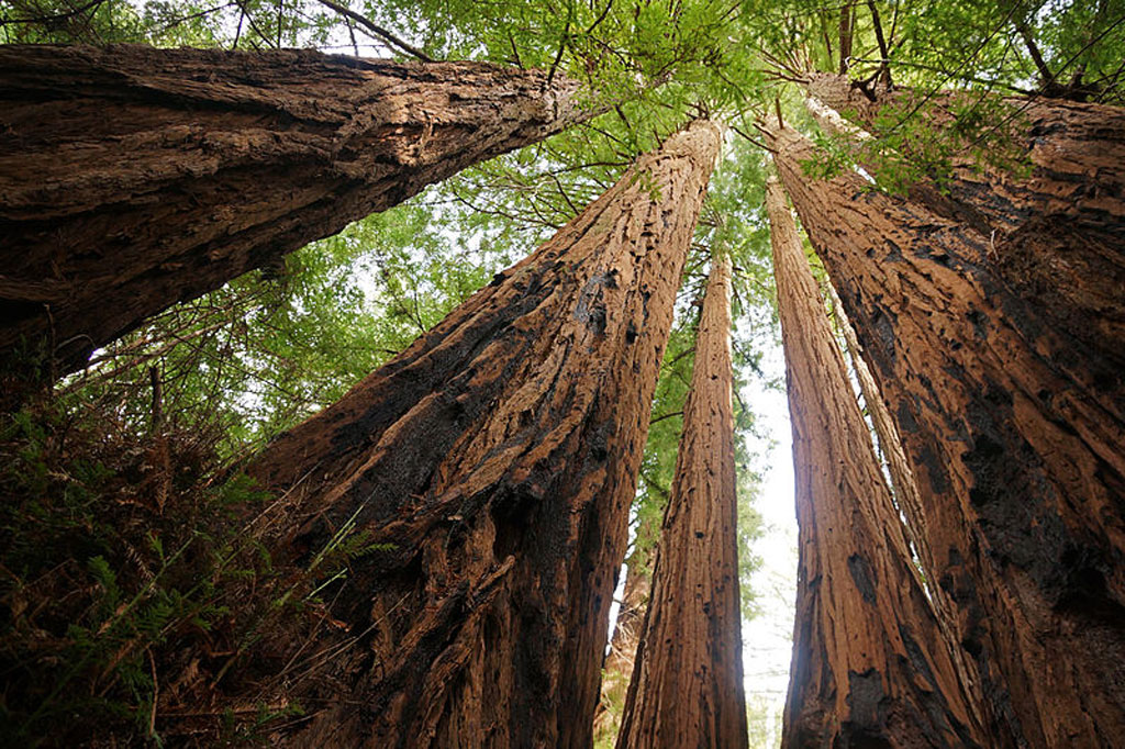 Sequoia National Park, California