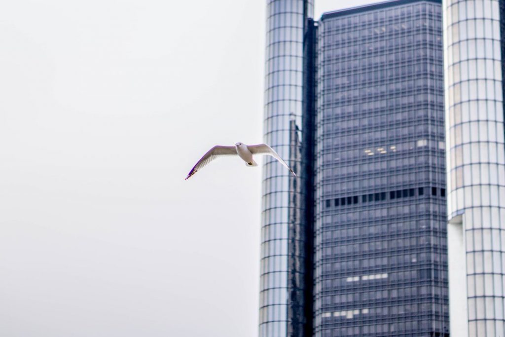 What is Green Interior Design - Windows Bird Friendly, photo by historyworks